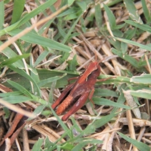 Cryptobothrus chrysophorus at Paddys River, ACT - 1 Feb 2019