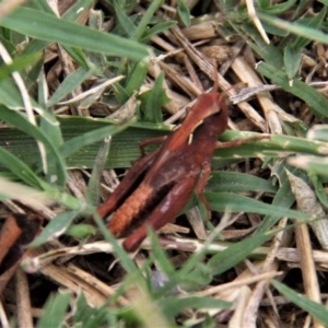 Cryptobothrus chrysophorus at Paddys River, ACT - 1 Feb 2019