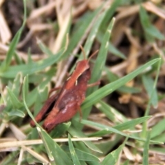 Cryptobothrus chrysophorus at Paddys River, ACT - 1 Feb 2019 02:25 PM