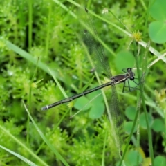 Austroargiolestes icteromelas (Common Flatwing) at Coree, ACT - 19 Nov 2018 by KenT