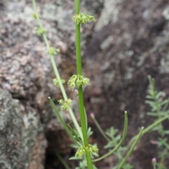 Rumex brownii (Slender Dock) at Rendezvous Creek, ACT - 19 Dec 2018 by KenT