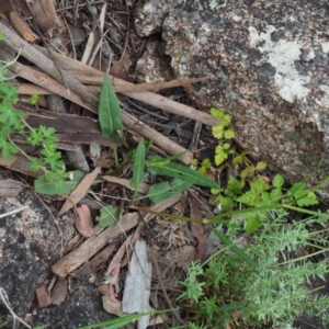 Rumex brownii at Rendezvous Creek, ACT - 19 Dec 2018