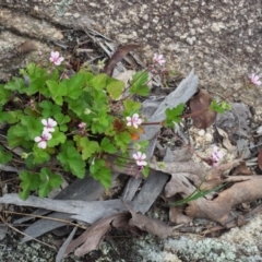 Pelargonium australe at Rendezvous Creek, ACT - 19 Dec 2018