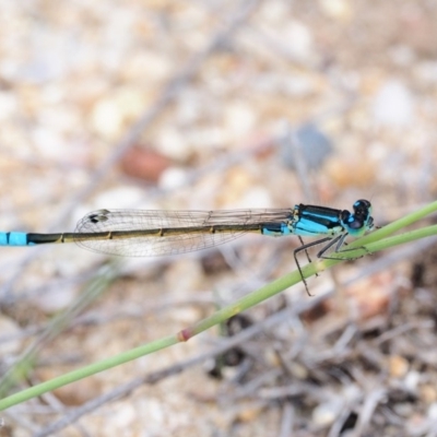 Ischnura heterosticta (Common Bluetail Damselfly) at Rendezvous Creek, ACT - 19 Dec 2018 by KenT