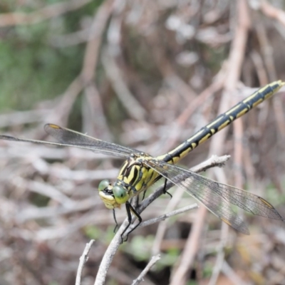 Austrogomphus guerini (Yellow-striped Hunter) at Rendezvous Creek, ACT - 18 Dec 2018 by KenT
