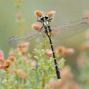 Hemigomphus gouldii at Rendezvous Creek, ACT - 19 Dec 2018