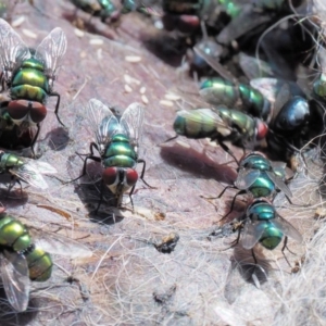 Chrysomya sp. (genus) at Booth, ACT - 14 Jan 2019 09:22 AM