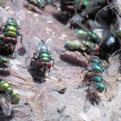 Chrysomya sp. (genus) (A green/blue blowfly) at Namadgi National Park - 13 Jan 2019 by KenT