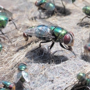 Chrysomya sp. (genus) at Booth, ACT - 14 Jan 2019 09:22 AM