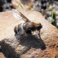 Villa sp. (genus) (Unidentified Villa bee fly) at Booth, ACT - 13 Jan 2019 by KenT