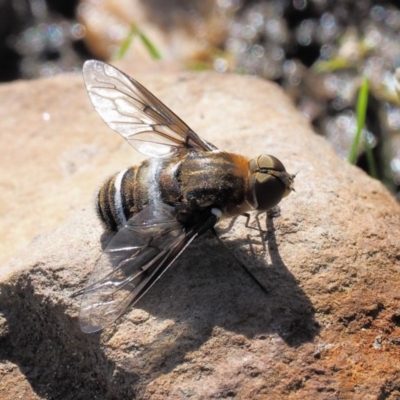 Villa sp. (genus) (Unidentified Villa bee fly) at Namadgi National Park - 13 Jan 2019 by KenT