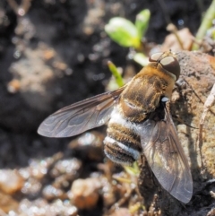 Villa sp. (genus) at Booth, ACT - 14 Jan 2019