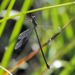 Synlestes weyersii (Bronze Needle) at Booth, ACT - 14 Jan 2019 by KenT