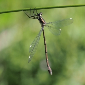 Synlestes weyersii at Booth, ACT - 14 Jan 2019 09:23 AM