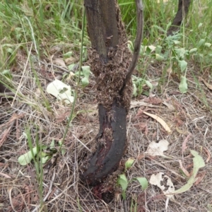 Papyrius nitidus at Denman Prospect, ACT - suppressed