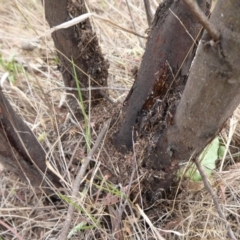 Papyrius nitidus at Denman Prospect, ACT - suppressed