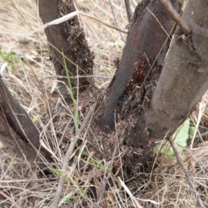 Papyrius nitidus at Denman Prospect, ACT - suppressed