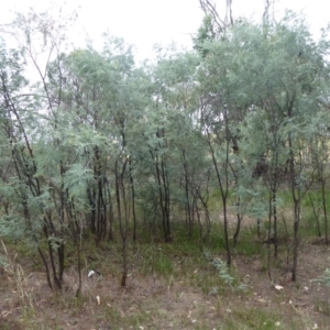 Papyrius nitidus at Denman Prospect, ACT - suppressed