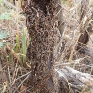 Papyrius nitidus at Denman Prospect, ACT - 1 Feb 2019