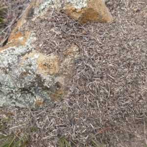 Papyrius nitidus at Denman Prospect, ACT - 1 Feb 2019