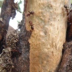 Papyrius nitidus at Denman Prospect, ACT - 1 Feb 2019