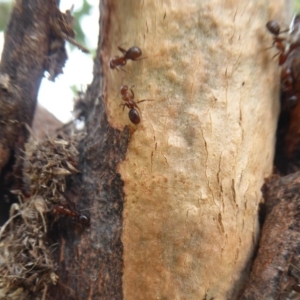 Papyrius nitidus at Denman Prospect, ACT - 1 Feb 2019