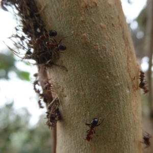 Papyrius nitidus at Denman Prospect, ACT - 1 Feb 2019