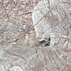 Oryctolagus cuniculus (European Rabbit) at Symonston, ACT - 1 Feb 2019 by Mike