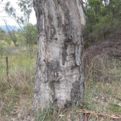 Papyrius nitidus (Shining Coconut Ant) at Uriarra TSR - 1 Feb 2019 by Christine