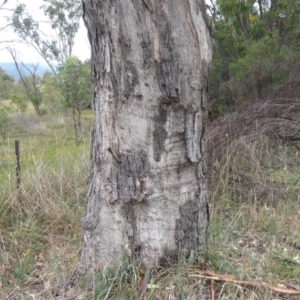 Papyrius nitidus at Denman Prospect, ACT - 1 Feb 2019