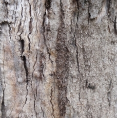 Papyrius nitidus at Denman Prospect, ACT - 1 Feb 2019