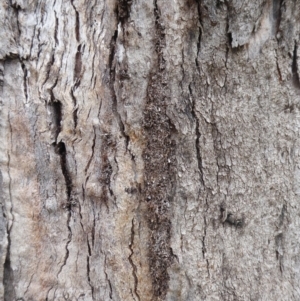 Papyrius nitidus at Denman Prospect, ACT - suppressed