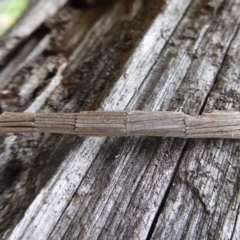 Lepidoscia arctiella (Tower Case Moth) at Uriarra TSR - 1 Feb 2019 by Christine