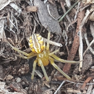 Deliochus sp. (genus) (A leaf curling spider) at Mount Mugga Mugga - 1 Feb 2019 by Mike
