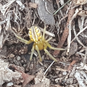 Deliochus sp. (genus) at Symonston, ACT - 1 Feb 2019 03:14 PM