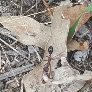 Myrmecia forficata at Symonston, ACT - 1 Feb 2019 03:20 PM