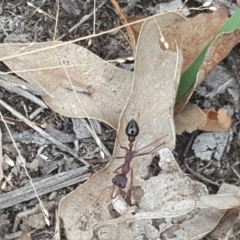 Myrmecia forficata (A Bull ant) at Mount Mugga Mugga - 1 Feb 2019 by Mike