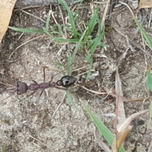 Myrmecia forficata at Symonston, ACT - 1 Feb 2019 03:20 PM