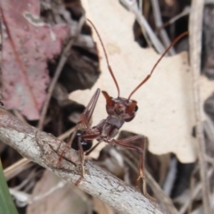Myrmecia simillima (A Bull Ant) at Denman Prospect, ACT - 1 Feb 2019 by Christine