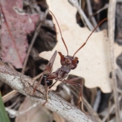 Myrmecia simillima (A Bull Ant) at Uriarra TSR - 1 Feb 2019 by Christine