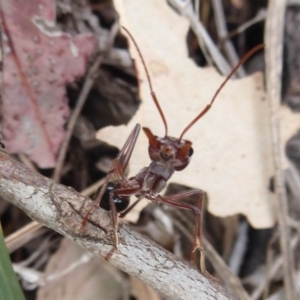 Myrmecia simillima at Denman Prospect, ACT - 1 Feb 2019