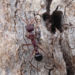 Myrmecia simillima at Denman Prospect, ACT - 1 Feb 2019