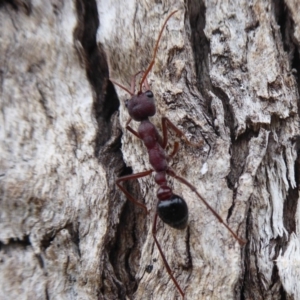 Myrmecia simillima at Denman Prospect, ACT - 1 Feb 2019 01:04 PM