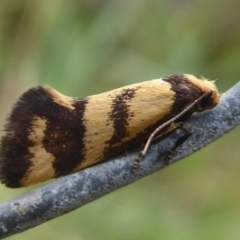 Olbonoma triptycha (Chezela Group) at Uriarra TSR - 31 Jan 2019 by Christine