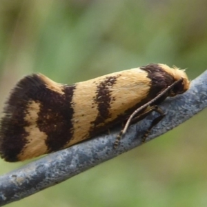 Olbonoma triptycha at Denman Prospect, ACT - 1 Feb 2019 10:05 AM