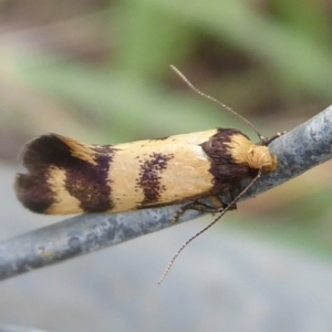 Olbonoma triptycha at Denman Prospect, ACT - 1 Feb 2019 10:05 AM