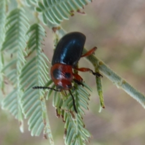 Calomela moorei at Denman Prospect, ACT - 1 Feb 2019 10:09 AM