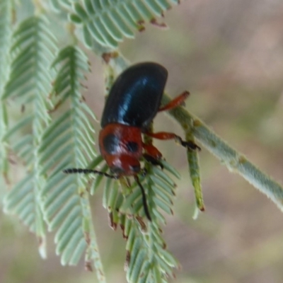 Calomela moorei (Acacia Leaf Beetle) at Denman Prospect, ACT - 31 Jan 2019 by Christine
