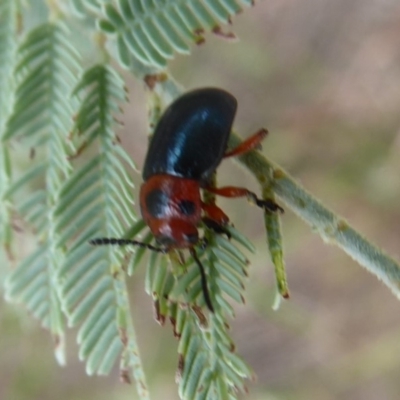 Calomela moorei (Acacia Leaf Beetle) at Uriarra TSR - 31 Jan 2019 by Christine