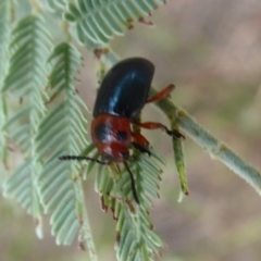 Calomela moorei (Acacia Leaf Beetle) at Denman Prospect, ACT - 31 Jan 2019 by Christine